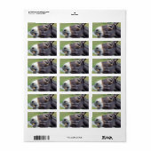 Das Original Jackass Funny Donkey Mule Farm Animal Adressaufkleber (Vorne)