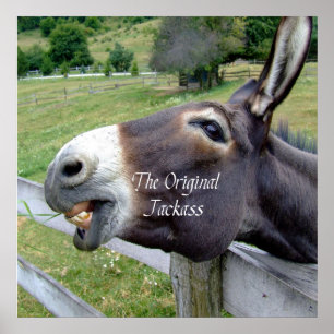 Das Original Jackass Funny Donkey Mule Farm Animal Poster