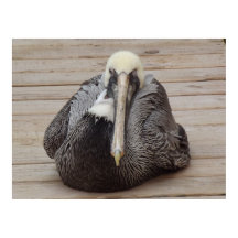 Das Ornery Pelican Poster