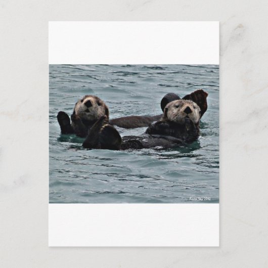 Das Otter-Paar Postkarte (Vorderseite)
