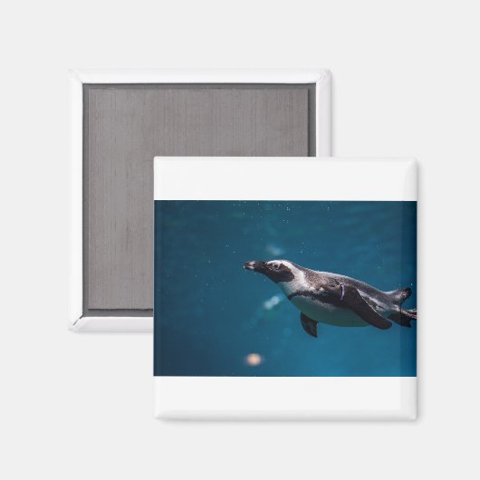 Das Pengiun im Meer. Magnet (Vorderseite/Rückseite)