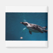 Das Pengiun im Meer. Magnet (Vorne)