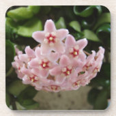 Das perfekte afrikanische Violet Bloom Untersetzer (Vorderseite)