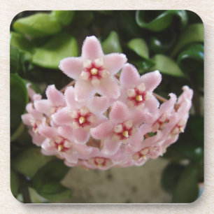 Das perfekte afrikanische Violet Bloom Untersetzer