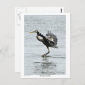 Das perfekte Landing Blue Heron Geschenke Postkarte (Vorne/Hinten)