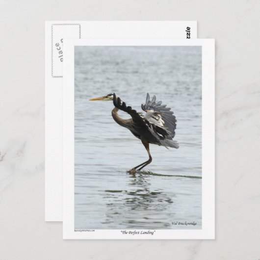 Das perfekte Landing Blue Heron Geschenke Postkarte (Vorne/Hinten)