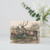 Das Persische Hirsch von Joseph Wolf Postkarte (Stehend Vorderseite)