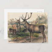 Das Persische Hirsch von Joseph Wolf Postkarte (Vorne/Hinten)