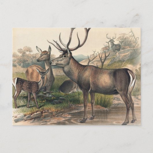 Das Persische Hirsch von Joseph Wolf Postkarte (Vorderseite)