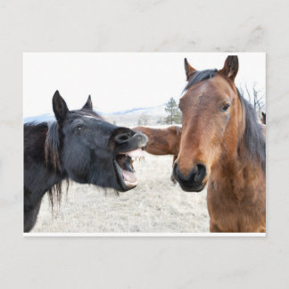 Das Pferd Pesterer Postkarte