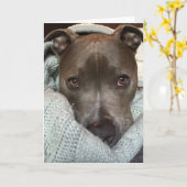 Das Pitbull- wild? Ich denke nicht. Karte (Gelbe Blume)