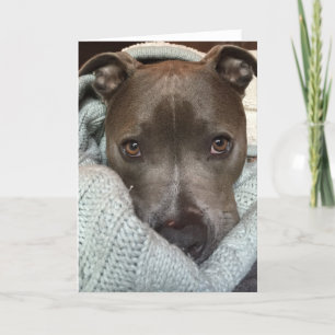 Das Pitbull- wild? Ich denke nicht. Karte