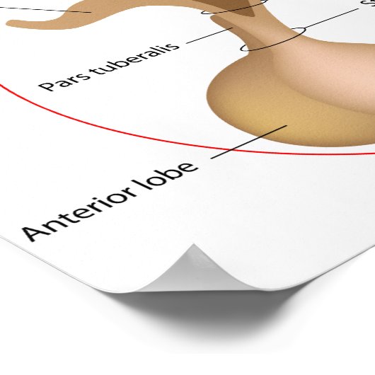 Das Pituitardrüsenposter Poster (Ecke)