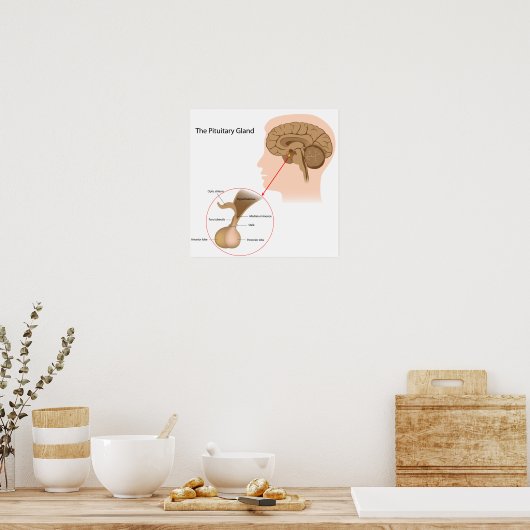 Das Pituitardrüsenposter Poster (Küche)