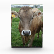 Das Portrait der Jersey Cow