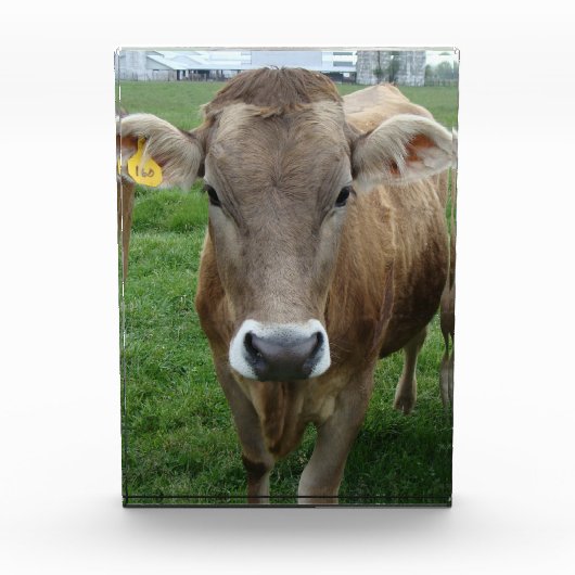 Das Portrait der Jersey Cow Fotoblock (Vorderseite)