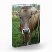 Das Portrait der Jersey Cow Fotoblock (Links)