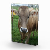 Das Portrait der Jersey Cow Fotoblock (Rechts)