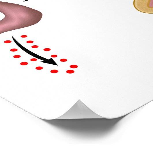 Das Poster der hypothalamischen Hypophyse (Ecke)