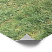 Das Poster des amerikanischen Löwen (Panthera atro (Ecke)