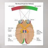 Das Poster des visuellen Projektionsweges (Vorne)
