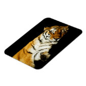 Das prächtige Magnet "Sleeping Amur" (Linke Seite)