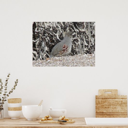 Das Quail-Poster von Frauen Gambel Poster (Küche)