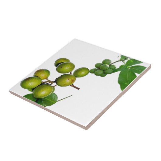 Das Quenette Fliese (Seite)