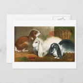 Das Rabbit-Trio Postkarte (Vorne/Hinten)