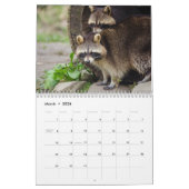 Das Raccoon-Waldtier Kalender (Mär 2026)