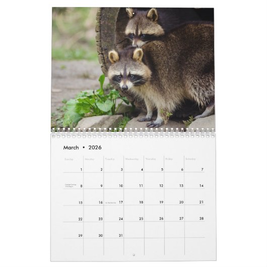 Das Raccoon-Waldtier Kalender (Mär 2026)