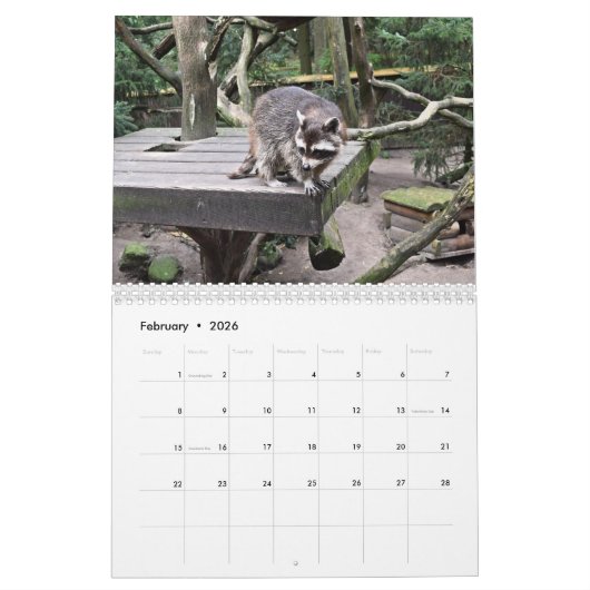 Das Raccoon-Waldtier Kalender (Feb 2026)