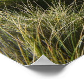 Das Razorback-Poster Poster (Ecke)