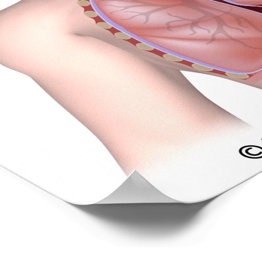 Das respiratorische System ist nicht als Plakat ge (Ecke)