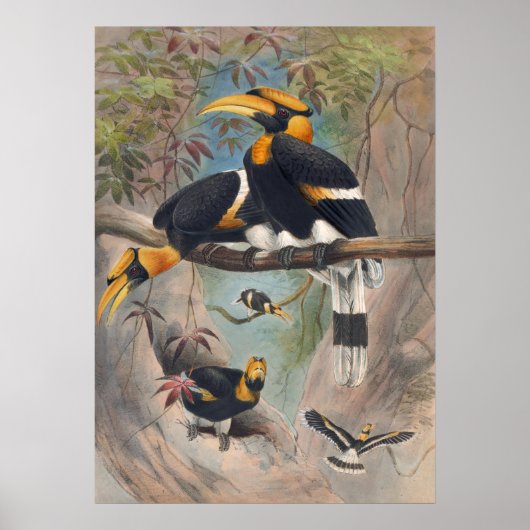 Das Rhinoceros Hornbill von Joseph Wolf Poster (Vorne)