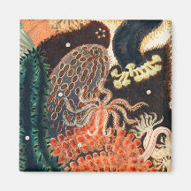 Das Riff der Großen Barriere Australiens