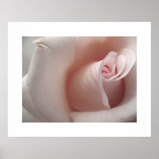 Das rosa Rosenplakat Poster (Vorne)