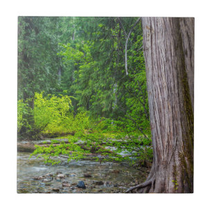 Das Ross Creek Cedars Scenic Area Fliese
