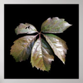 das rostige Blatt Poster (Vorne)