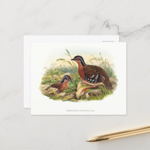 Das Rotbrustwaldhuhn (Bambusicola hyperythra) Postkarte
