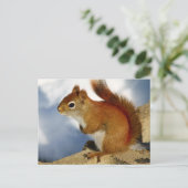 Das rote Eichhörnchen, das herumhing Postkarte (Stehend Vorderseite)