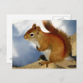 Das rote Eichhörnchen, das herumhing Postkarte (Vorne/Hinten)