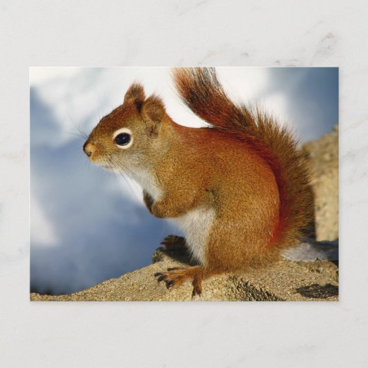 Das rote Eichhörnchen, das herumhing Postkarte (Vorderseite)