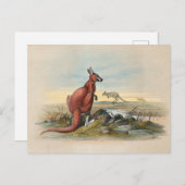Das rote Kangaroo von Joseph Wolf Postkarte (Vorne/Hinten)