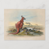 Das rote Kangaroo von Joseph Wolf Postkarte (Vorderseite)