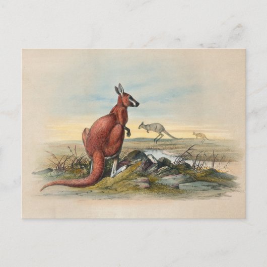 Das rote Kangaroo von Joseph Wolf Postkarte (Vorderseite)