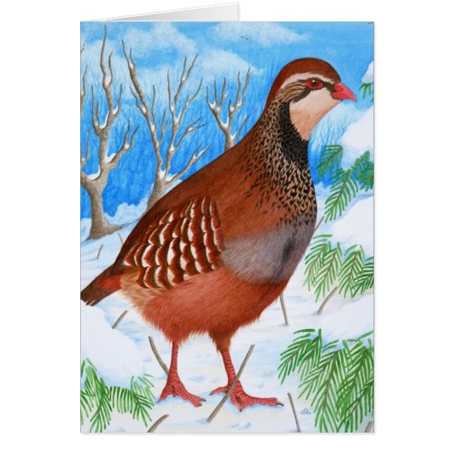 Das rotfüßige Rebhuhn (Vorne)