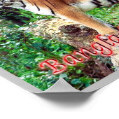 Das Royal Bengalisch Tiger Poster (Ecke)
