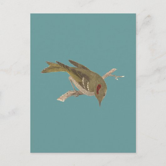 Das Ruby-Kronenkönigchen (Regulus calendula) Postkarte (Vorderseite)