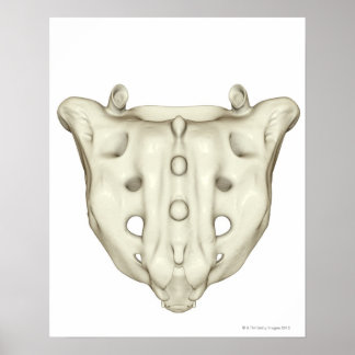 Das Sacrum Poster
